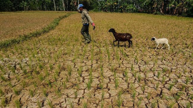 Tahun 2024, jumlah daerah rentan rawan pangan turun menjadi 62 kabupaten/kota, dibandingkan tahun sebelumnya yang mencapai 68 kabupaten/kota Daerah Rentan Rawan Pangan Turun dari 68 ke 62 Kabupaten/Kota
