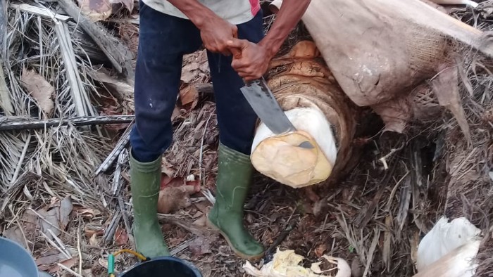 Kemenperin Bidik Peluang Ekonomi Baru dari Nira Sawit