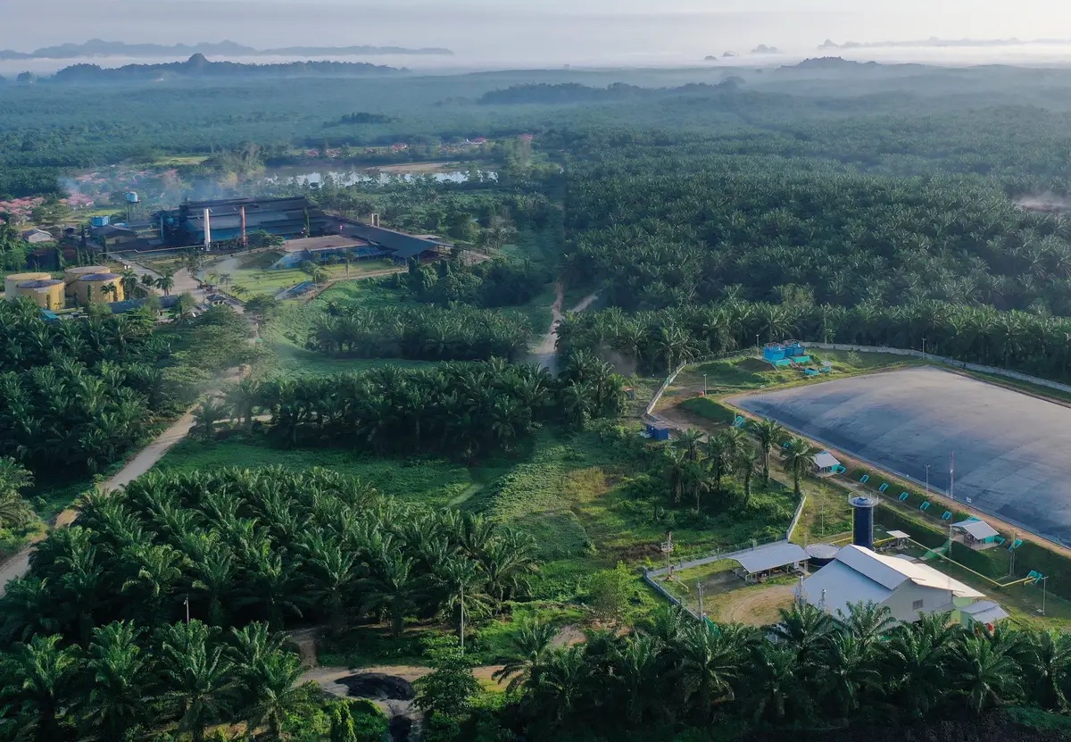 Area perkebunan kelapa sawit besutan Eagle Hight Plantations tampak menghijau. FOTO - ISTIMEWA Surplus 45 Persen, BWPT Kuartal I-2025 Raup Laba Rp69 Miliar