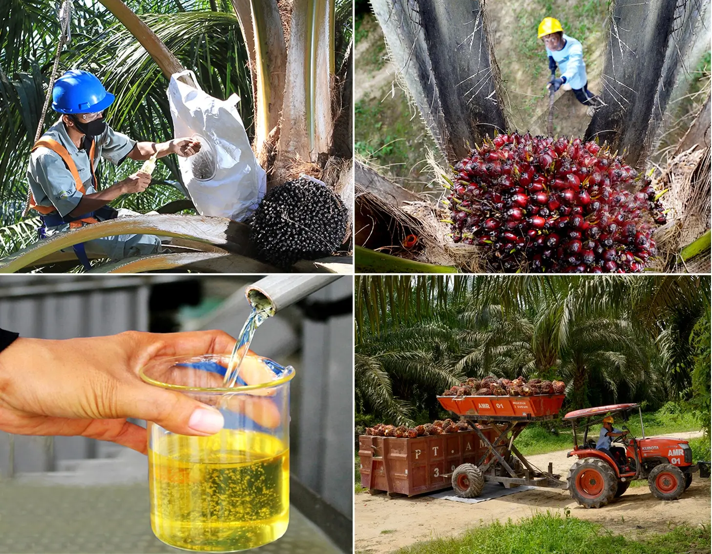 Astra Agro (AALI) Jadwalkan Pembagian Sisa Dividen Rp184 per Lembar
