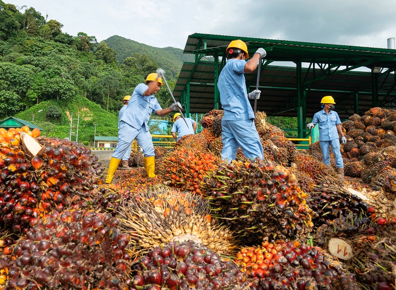 Pekerja di perkebunan sawit milik ANJT. Resmi! Investor Singapura Jadi Pengendali Baru Austindo (ANJT)