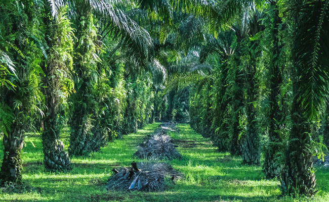 Aktivitas emiten sawit milik Gozco Plantation, Tbk. (GZCO) Gozco Plantations (GZCO) Akan Proses Mundurnya Yongki Tedja Bulan Ini