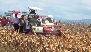 Presiden Prabowo Subianto melakukan panen raya jagung di Bengkayang, Kalimantan Barat, Kamis (5/6/2025). Dok. Sekretariat Negara/RRI. Hasil Panen Raya Jagung 2,54 Ton, Indonesia Menuju Swasembada