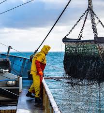 Ilustrasi PT. Cilacap Samudera Fishing Industry Tbk. (ASHA). Dok. ASHA. RUPST Cilacap Samudera Fishing Industry (ASHA) Angkat Komisaris Baru