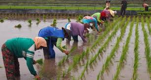 Ilustrasi aktivitas petani menanam padi di sawah. Dok. Tabloid Sinar Tani. Wujudkan Swasembada Pangan dan Hentikan Impor, Ini Langkah Kementan