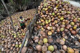 Undang Investor, Sulbar Terbuka Untuk Wujudkan Hilirisasi Kelapa