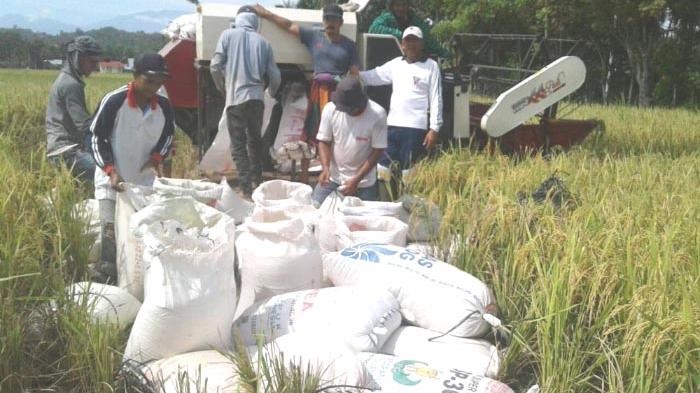 Suasana panen petani beras.(Foto: Dok) Produksi Beras Agustus 2025 Diperkirakan Naik Jadi 3,24 Juta Ton
