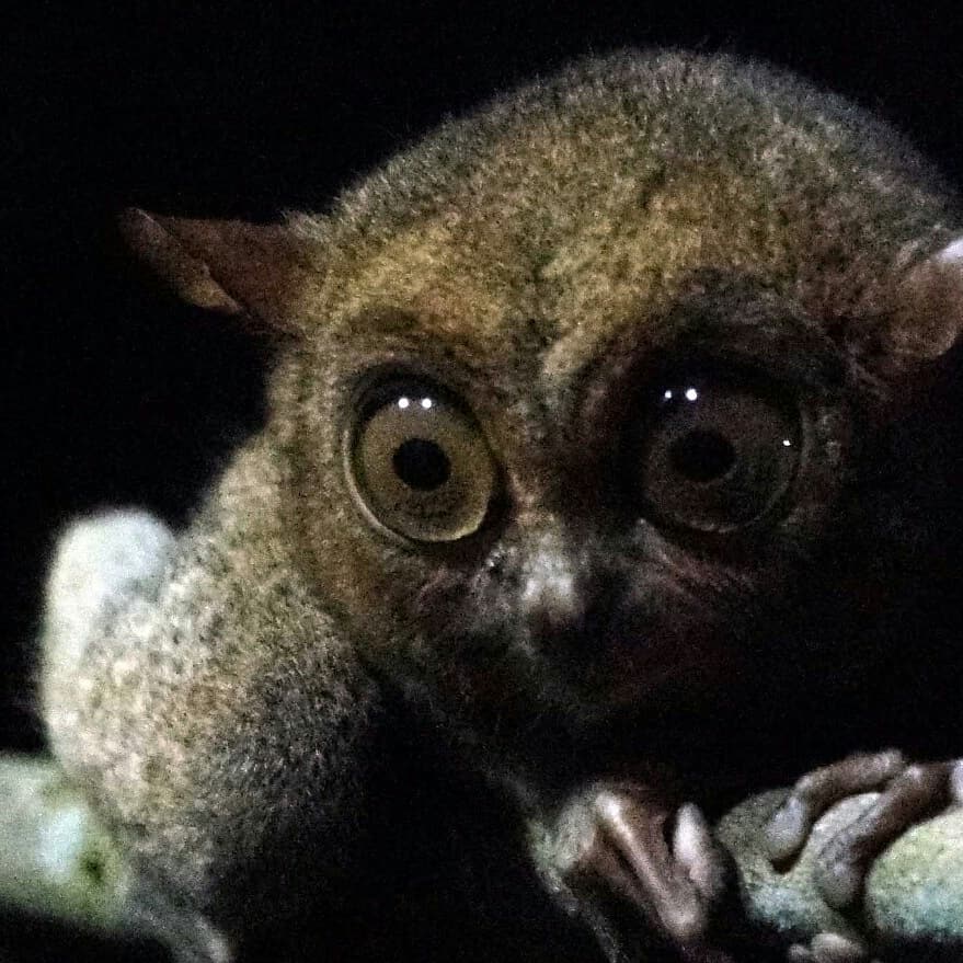 Species Hewan Langka Dan Endemik