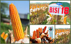 Komisaris Ini Kuras Lagi 4 Juta Saham BISI Harga Rp977 per Lembar