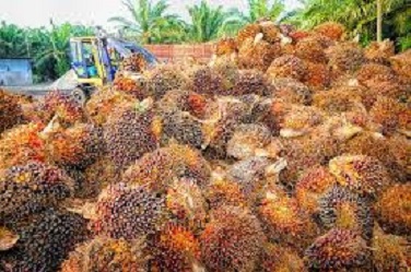 Subholding Pertamina Pasok LNG ke Industri Minyak Sawit di Bontang