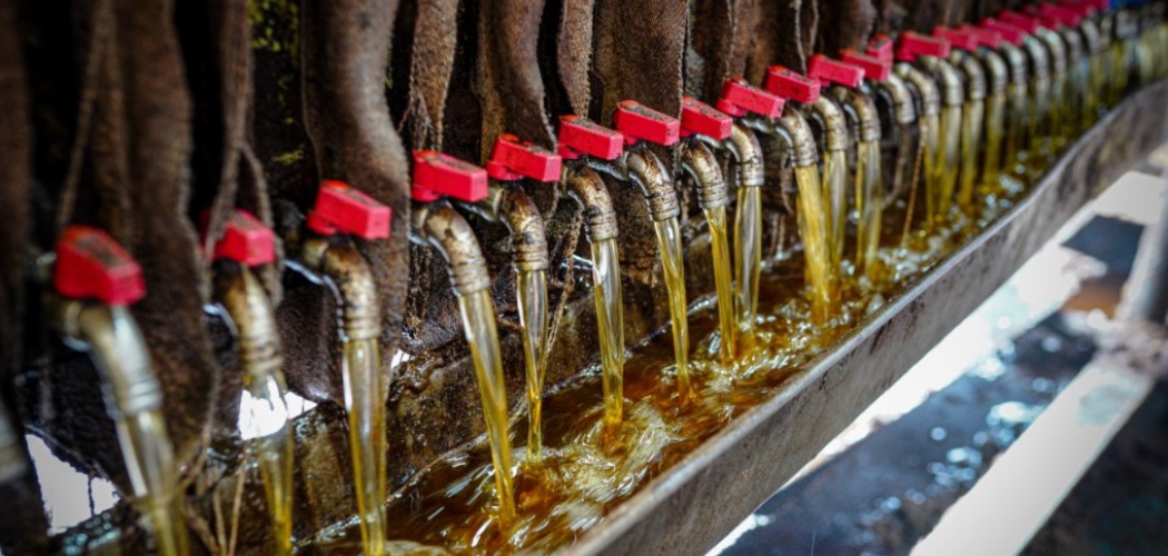 Catat! Berikut Jadwal Pencairan Dividen Indo Oil (OILS) Rp2,52 per Lembar