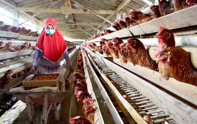Borong 600 Juta Saham Widodo Unggas (WMUU), Wahyu Susilo Habiskan Rp85,2 Miliar