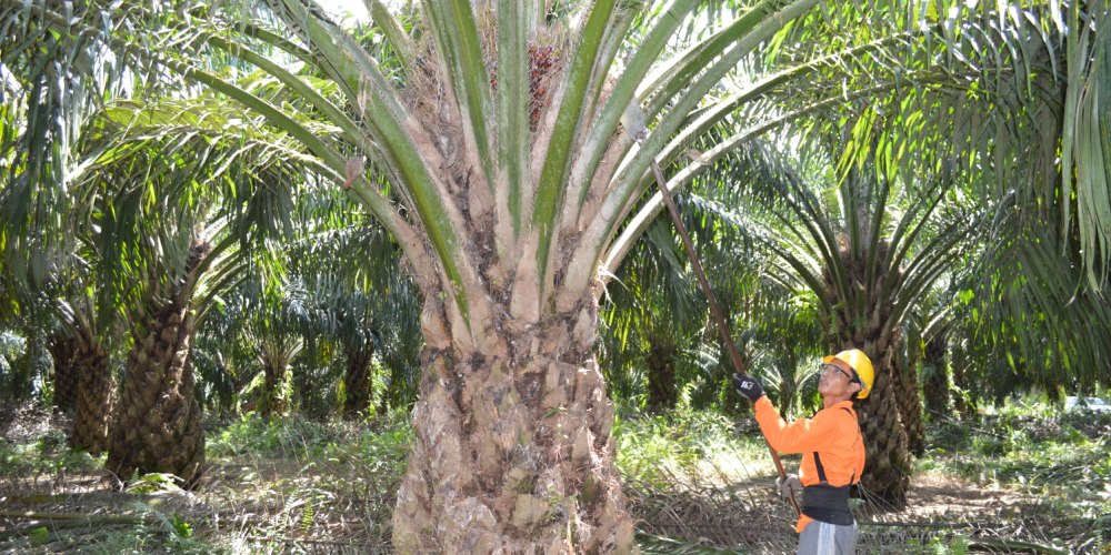 Harga Referensi Produk CPO Naik 7,98 Persen Pada Periode November 2022