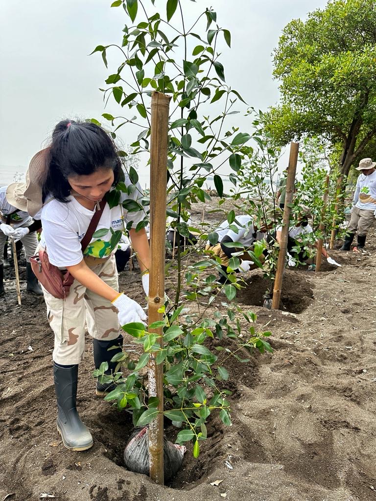 Peduli Lingkungan, Mandiri Sekuritas Tanam 1001 Mangrove