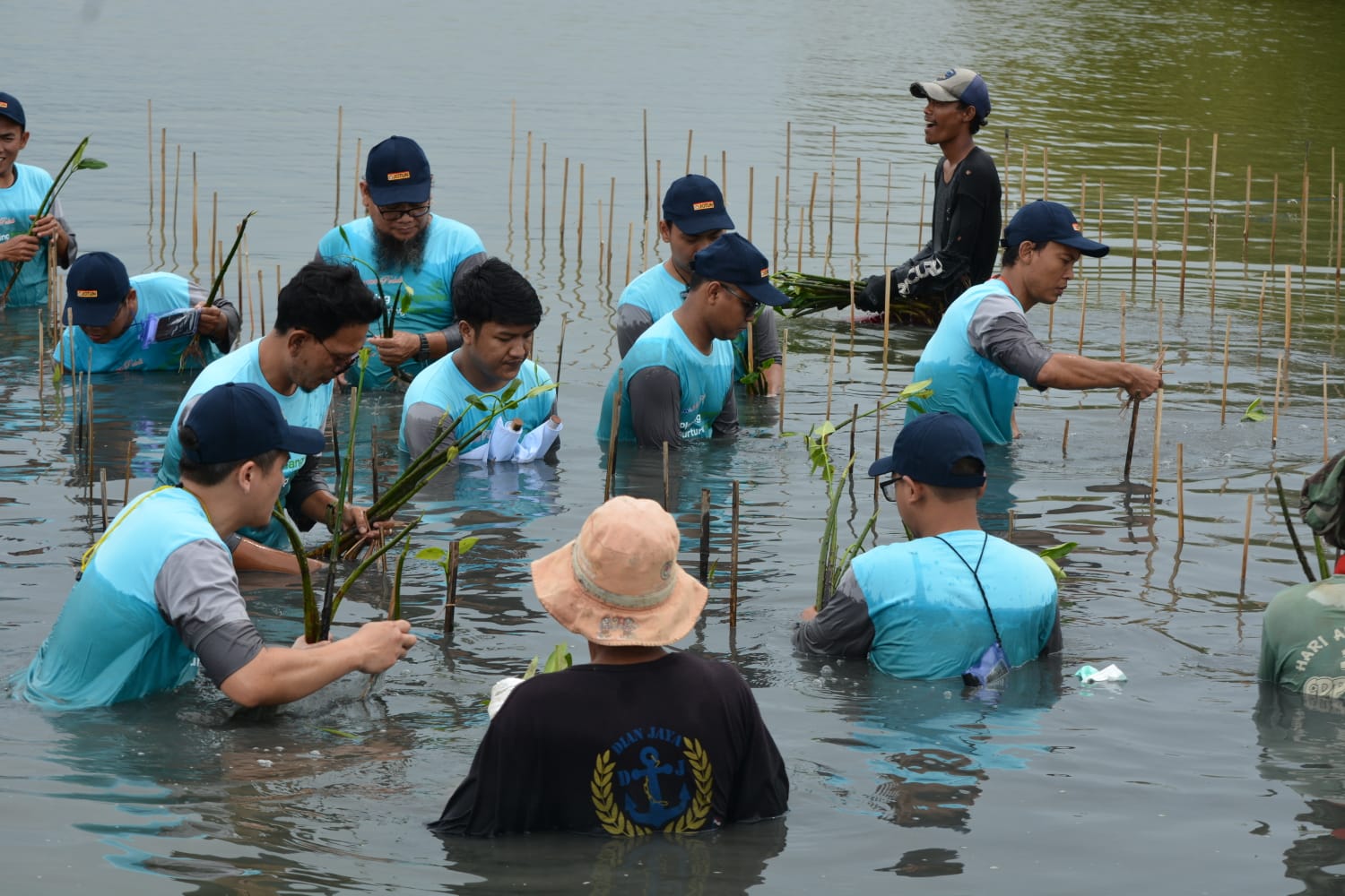 Peduli Lingkungan, Bekasi Fajar Tanam 20.800 Pohon Mangrove di Muara Gembong