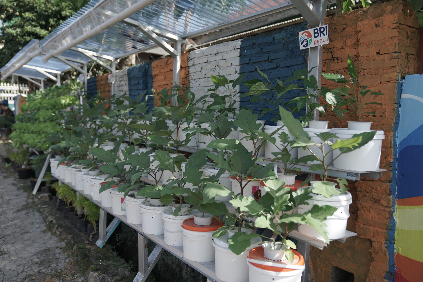 BRInita Sulap Lahan Sempit jadi Urban Farming Produktif