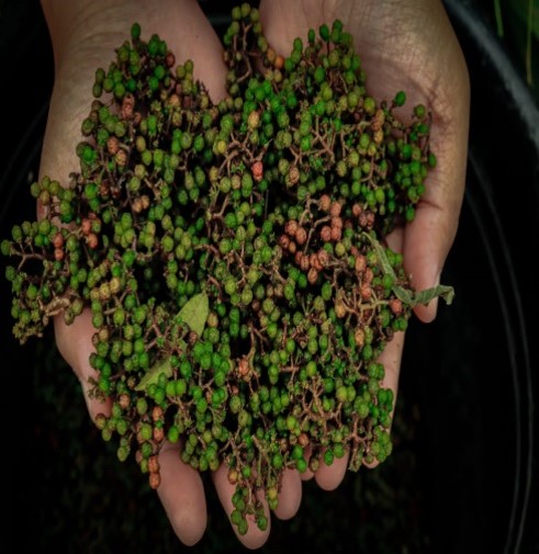 Berkat KUR BRI (BBRI), Petani Rempah di Danau Toba Naik Kelas