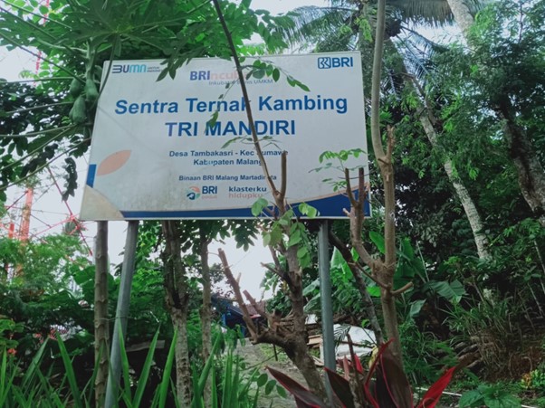 Tri Mandiri Farm Sukses Majukan Usaha Berkat Pemberdayaan BRI (BBRI)