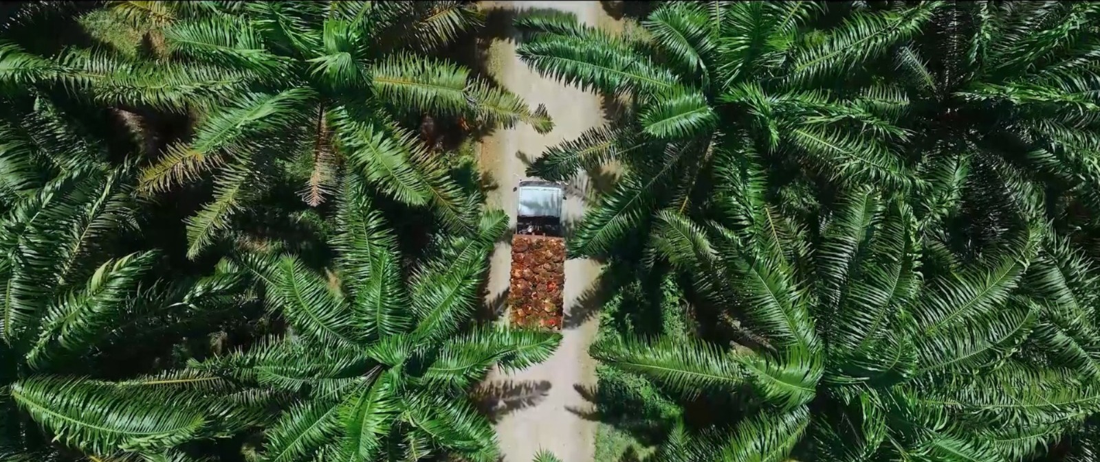 Kinerja Tumbuh Subur, Astra Agro (AALI) Dukung Ketahanan Pangan