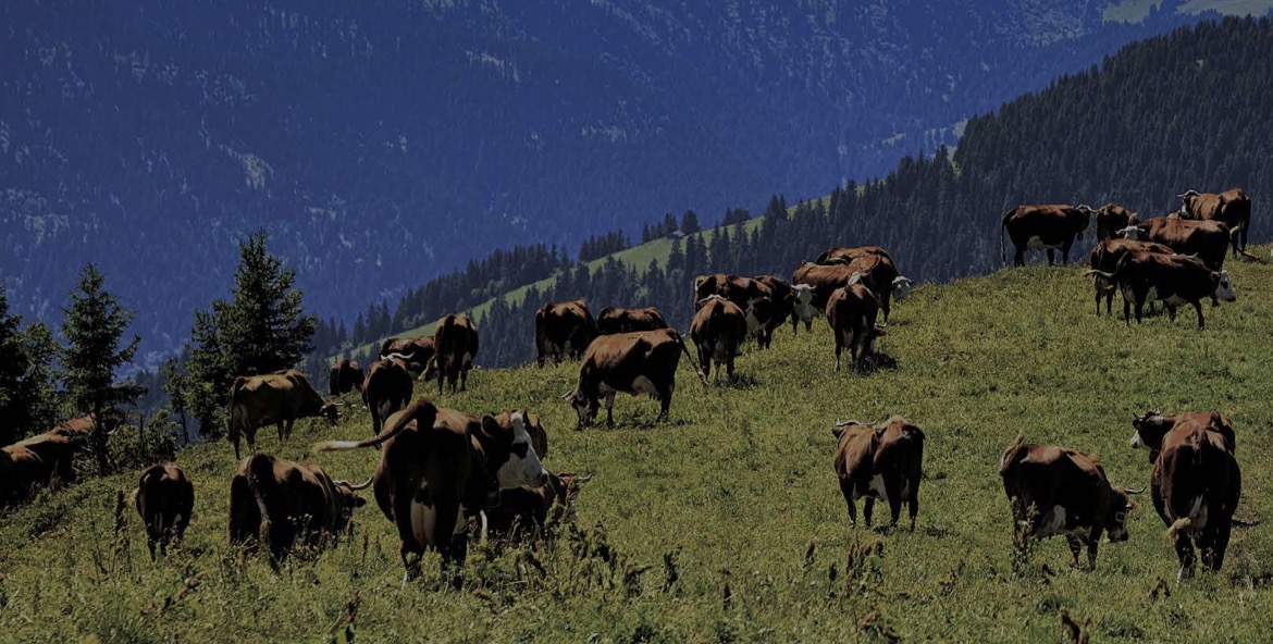 Melejit 708 Persen, Pendapatan BEEF 2024 Sentuh Rp4,93 Triliun