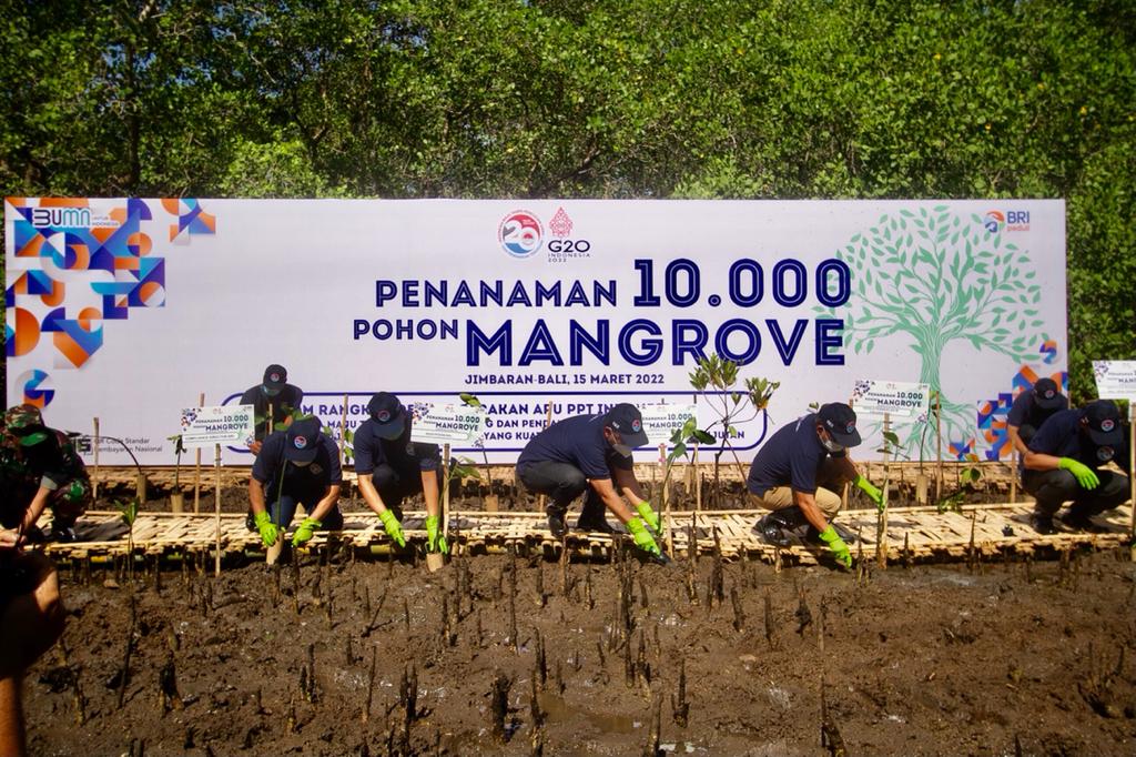 Peringati 20 Tahun Gerakan APU PPT Indonesia, BRI dan PPATK Tanam 10.000 Mangrove di Bali