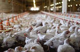 Incar Dana IPO Rp77 Miliar, Calon Emiten Ternak Ayam Tawarkan 700 Juta Saham Baru