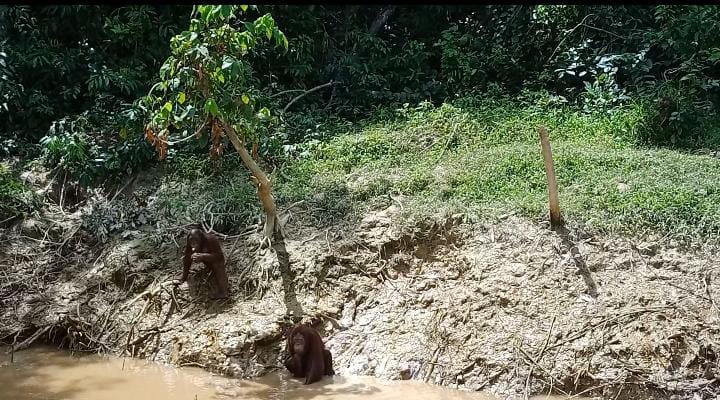 Dari Pulau Salat, SSMS Tunjukkan Kontribusi Jaga Lingkungan dan Pelepasliaran Orangutan