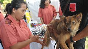 Kasus Gigitan Hewan Rabies di Jakarta Meningkat, Ini Tanggapan Dinas Kesehatan