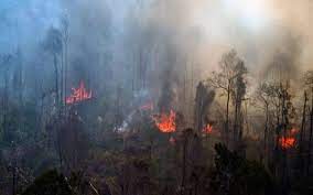 Waspada Karhutla, 317 Titik Panas di Kalimantan Timur yang Tersebar di 7 Kabupaten